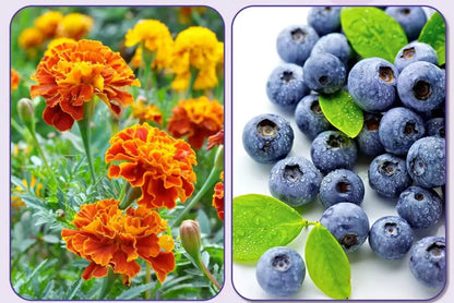 Blange- Lutein Eye Gummies